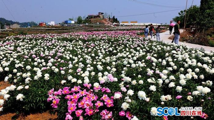 德阳中江10万亩芍药盛开  幸福之花助力乡村振兴