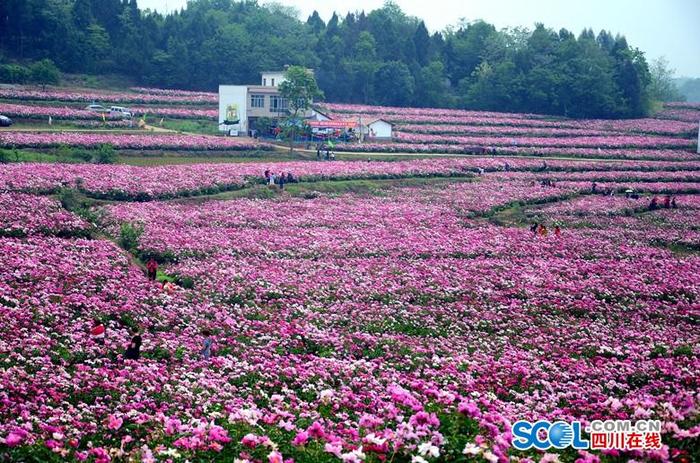 德阳中江10万亩芍药盛开  幸福之花助力乡村振兴