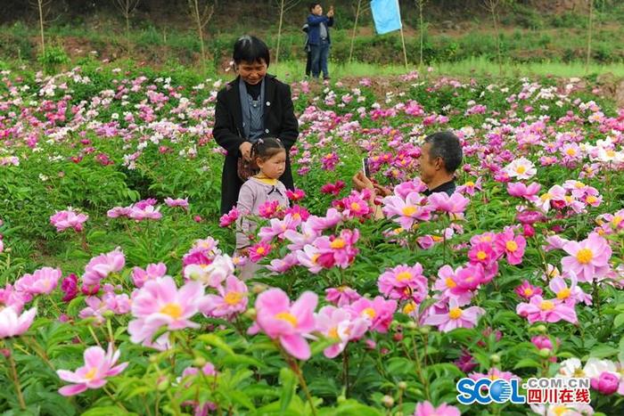 德阳中江10万亩芍药盛开  幸福之花助力乡村振兴