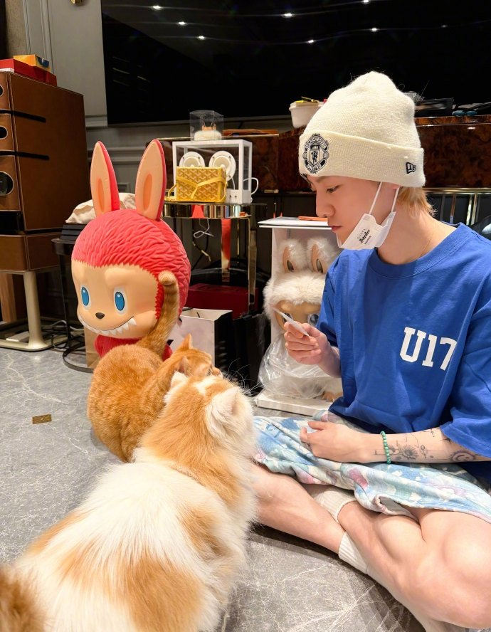 鹿晗晒投喂小猫视频问网友先给谁吃