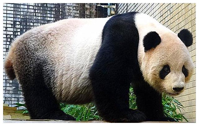 熊猫因过于懒惰被强制减肥，努力练习仰卧起坐，大熊猫：太难了