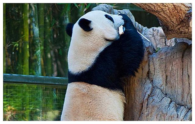 熊猫因过于懒惰被强制减肥，努力练习仰卧起坐，大熊猫：太难了