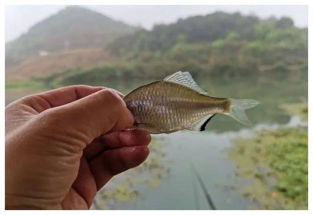 蘇和】小物釣子線綁好鉤超細鰟鮍麥穗新半月日本進口魚鉤魚線手-Taobao