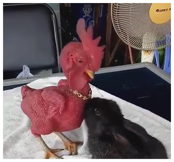 兔子误把光秃秃的鸡当成玩具，正要上嘴去咬，却被啄得眼冒金星