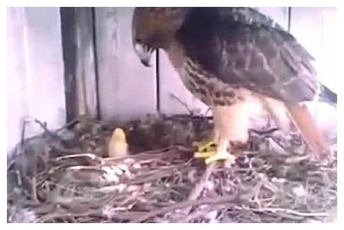 趁老鹰出去觅食，男子把它的蛋换成鸡蛋，孵化后的样子绝了