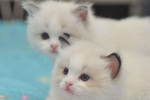 小可爱布偶猫呆萌壁纸_超有趣的可爱猫咪