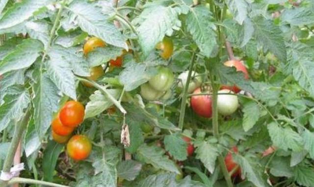 如何西红柿种植？既简单又高产，快来学一学这些方法