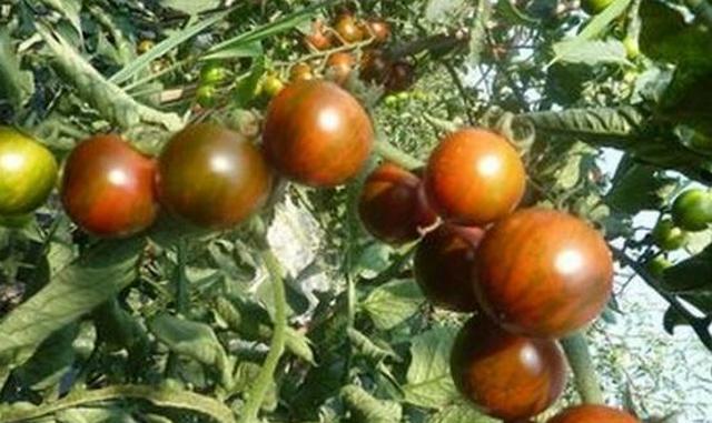 如何西红柿种植？既简单又高产，快来学一学这些方法
