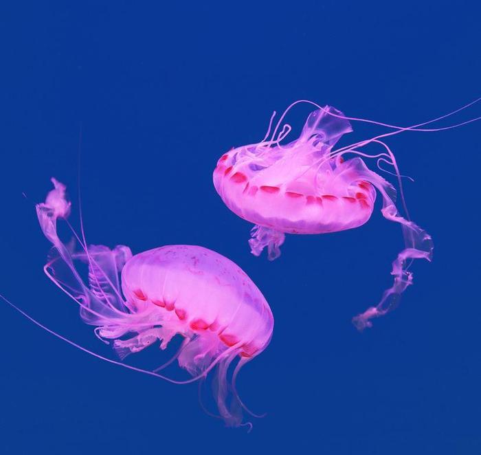 世界上最漂亮的水母，紫海刺水母上榜，外表十分美丽！