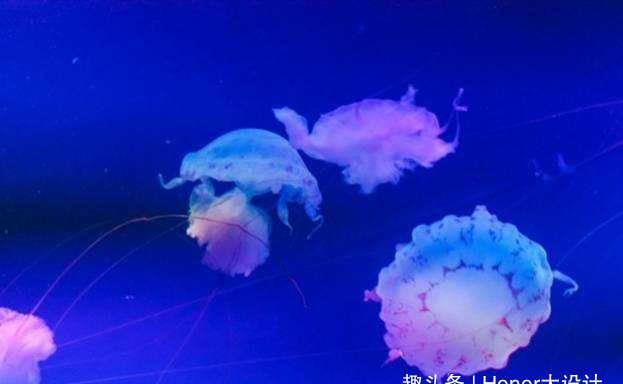 世界上最漂亮的水母，紫海刺水母上榜，外表十分美丽！