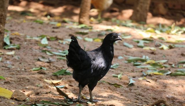 养殖户散养鸡，什么品种更适合，看看你选对了吗