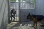 杜飞居然有这种本事,能看到犬的微表情,美女警花都懵了