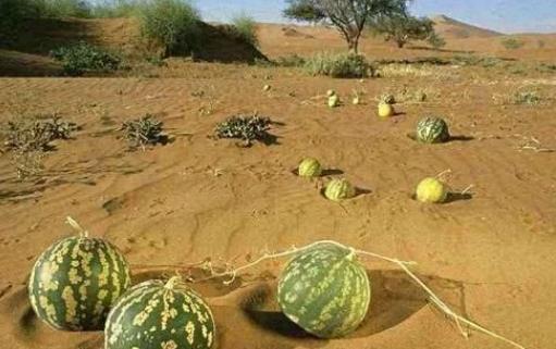 在沙漠里见到西瓜，为啥游客渴死也不吃？当地人：吃了就麻烦了