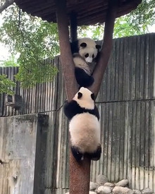 树杈被同伴霸占,下面那只大熊猫居然从背后上去,智商真高