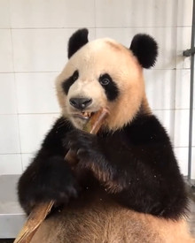 熊猫吃东西的场面简直不要太萌,津津有味的表情,网友表示看饿了