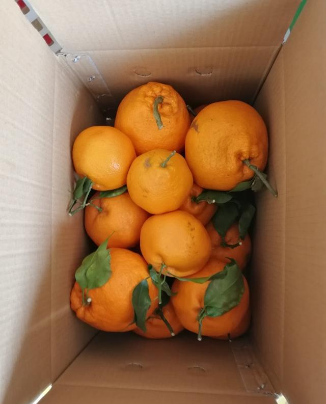 春见粑粑柑和丑橘的区别，耙耙柑的主要性状和栽培