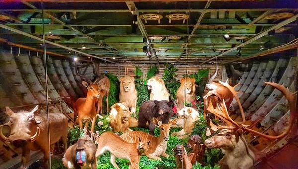 泰美了！泰国将一架飞机改造成奢华的餐厅，还有逼真的动物标本