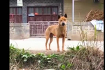 北方的中华田园犬太行犬也叫北方大笨狗在中国有三千年历史