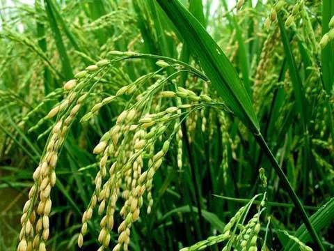 国家统筹整合36.7亿元支持早稻面积恢复！