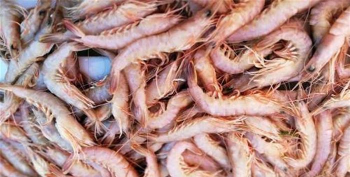 印度“大虾”泛滥成灾，半价出口中国无人买，国人：看了有些害怕