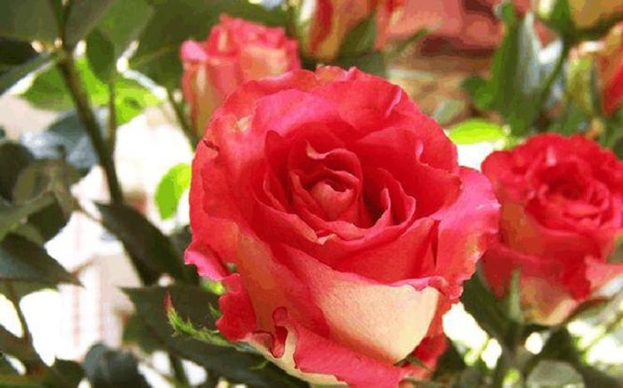喜欢玫瑰，优选“珍品玫瑰”彩纸口红，花开似唇彩，鲜艳夺目