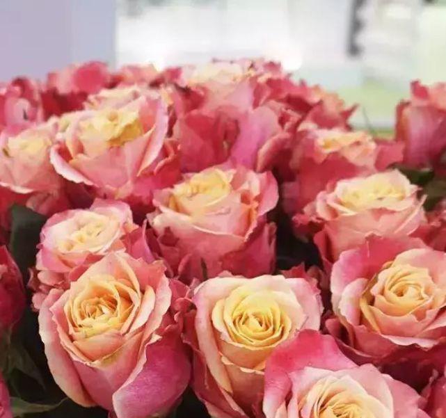 喜欢菊花，不如养盆“玫瑰精品”3D玫瑰，花开双色，如梦如幻