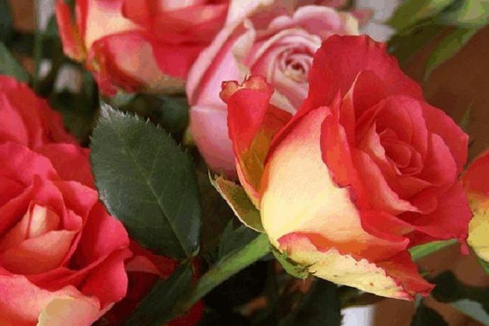 喜欢玫瑰，不如试试“高端玫瑰”彩纸口红，花开如唇彩，秀雅清奇