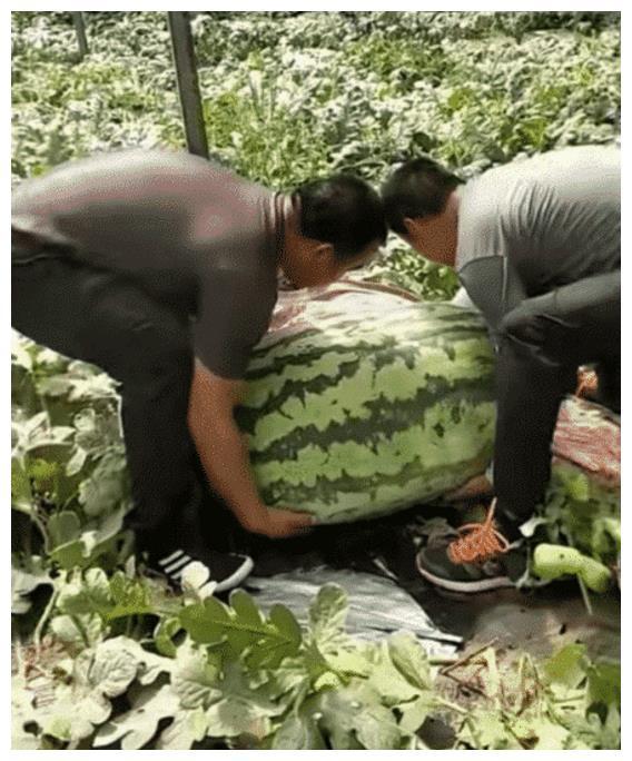 单个西瓜重量再创新高，最重可达144斤，够几十个人同时吃