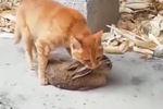 没有不偷腥的猫,突然的这一幕,我算见识了!