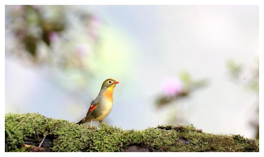 成都彭山现世界濒危鸟类“娃娃鸡” 上百种珍稀鸟类在此栖居