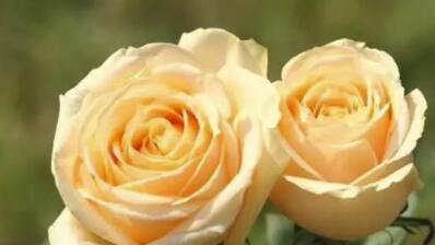 玫瑰花，最美的“4种”，随便养一盆，比香水好闻，比牡丹更好看