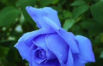 玫瑰花，最美的“4种”，随便养一盆，比香水好闻，比牡丹更好看