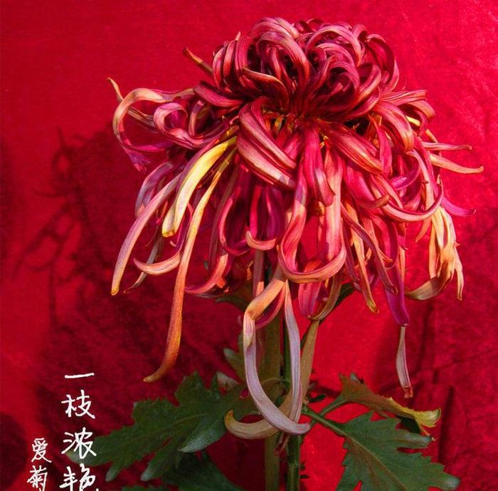 喜欢牡丹，不如试试“精品菊花”一枝浓艳，娇红嫩绿，明媚高雅！