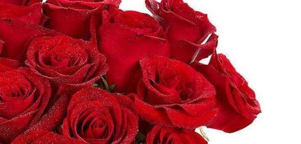 喜欢菊花，不如养盆“玫瑰精品”卡罗拉，红艳似火，太惊艳了！