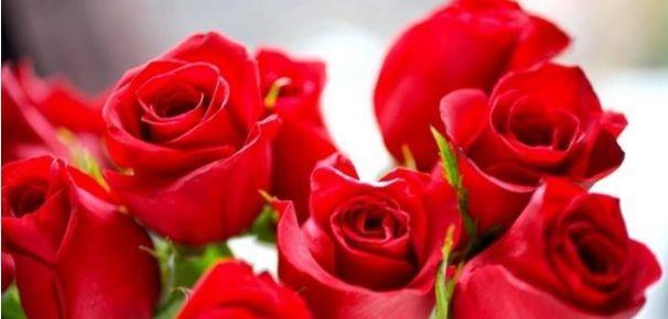 喜欢菊花，不如养盆“玫瑰精品”卡罗拉，红艳似火，太惊艳了！