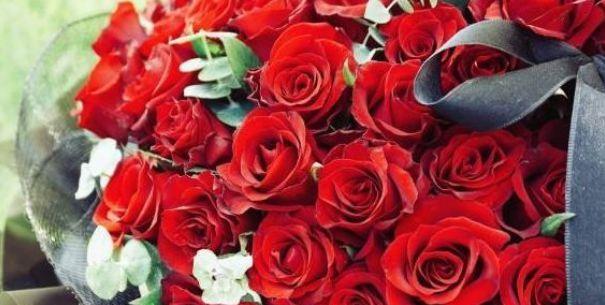喜欢玫瑰，不如首选珍稀玫瑰“卡罗拉”，花开红如焰火，绚丽典雅
