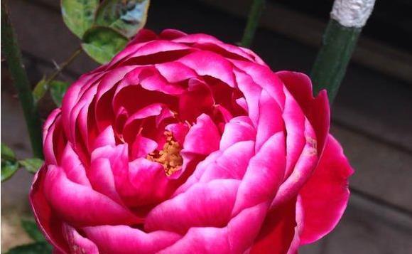 喜欢菊花，不如养盆“高档玫瑰”玛丽亚，花型似满月，端庄又美丽