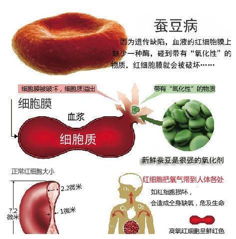 紧急提醒！这个当季美食有些人不能吃！严重可致命！