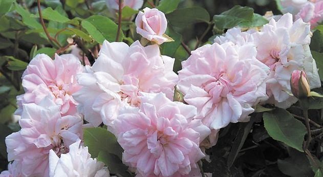 喜欢菊花，不如养盆“高档玫瑰”玛丽亚，花型似满月，端庄又美丽