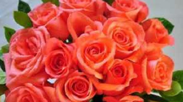 喜欢菊花，那就养“精品玫瑰”浪漫宝贝，高贵优雅，爆成花海