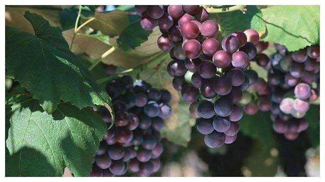 种植葡萄，一定少不了这种肥料，保证每颗葡萄圆润饱满
