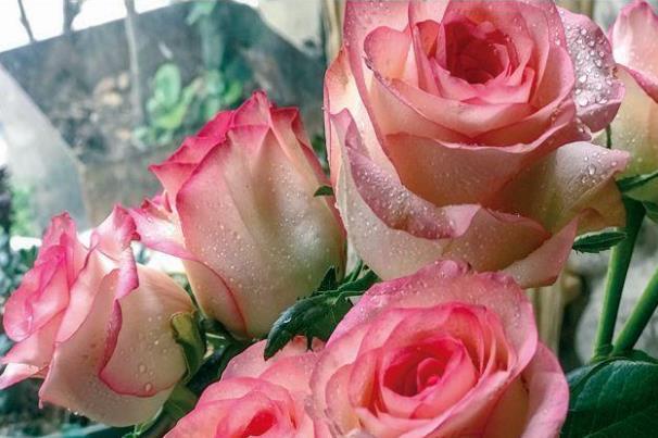 喜欢菊花，不如养盆“玫瑰珍品”红袖，娇艳妩媚，粉嫩迷人