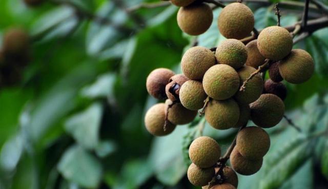 龙眼是华南地区的四大珍果之一，你对它的种植方法了解多少？