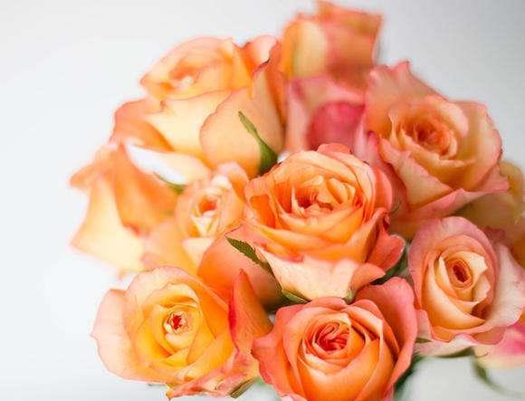 喜欢菊花，不如养盆“精品玫瑰”金辉玫瑰，似少女裙沿，粉嫩交杂