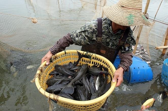 清道夫鱼注意事项_清道夫琵琶鱼饲养方法_琵琶鱼原生鱼