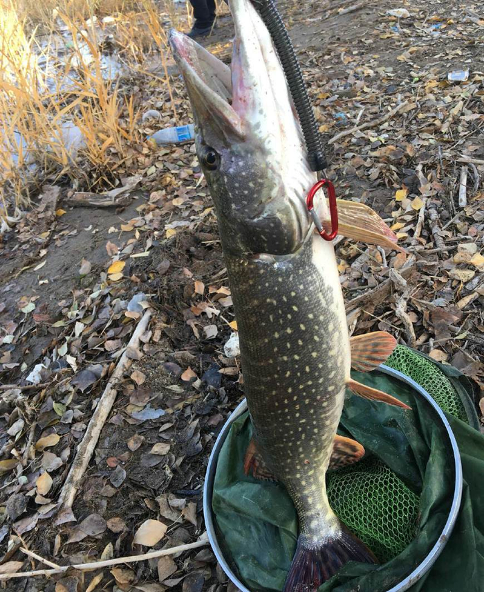 狗鱼应该怎么做才好吃呢？