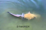 海鸥捕捉章鱼,却反被章鱼缠住拖入海中,镜头记录惊险一幕