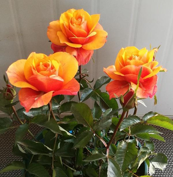 喜欢养玫瑰，不如养“高档玫瑰”艾帕索玫瑰，花色橙黄，高端大气