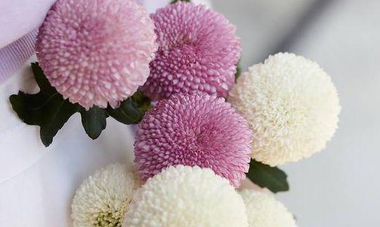 喜欢菊花，不如养盆“稀世牡丹”日本红，花色艳丽，红艳欲滴！