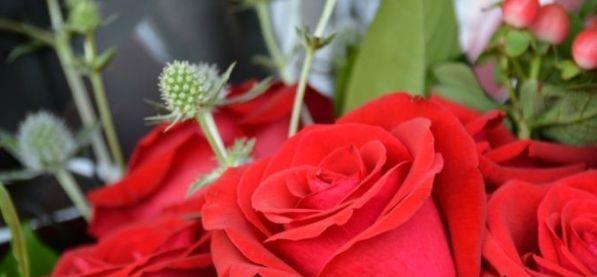喜欢玫瑰，不如首选珍稀玫瑰“卡罗拉”，花开红如焰火，绚丽典雅